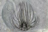 Very Rare, Spiny Heliopeltis Trilobite - Issoumour, Morocco #161104-6